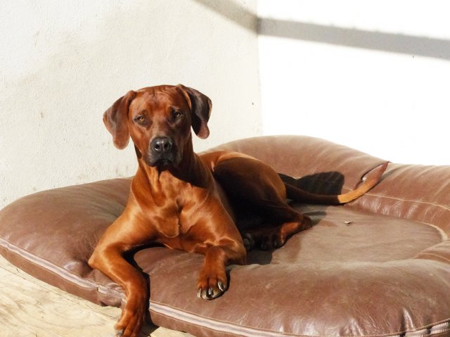 Milo